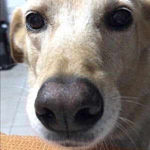 Meet your Posher, Gladys